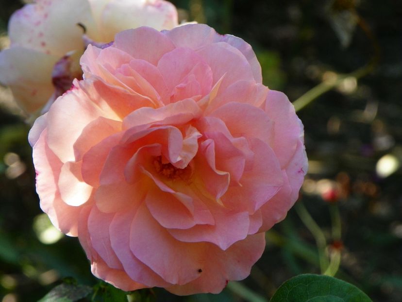 15 oct (20) - Trandafiri 2018 ii