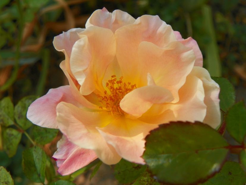 15 oct (23) - Trandafiri 2018 ii