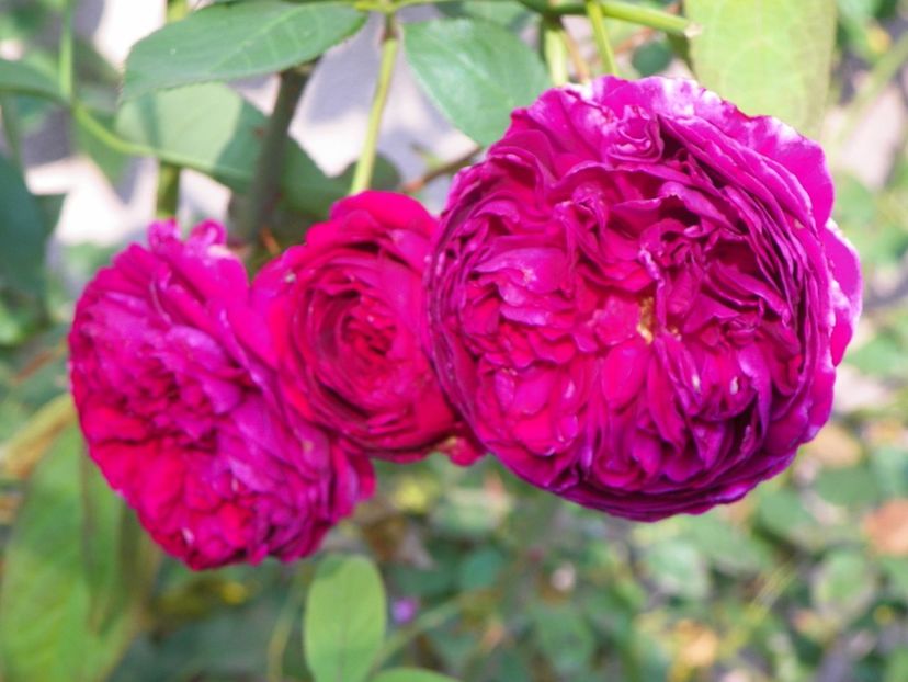 15 oct (24) - Trandafiri 2018 ii