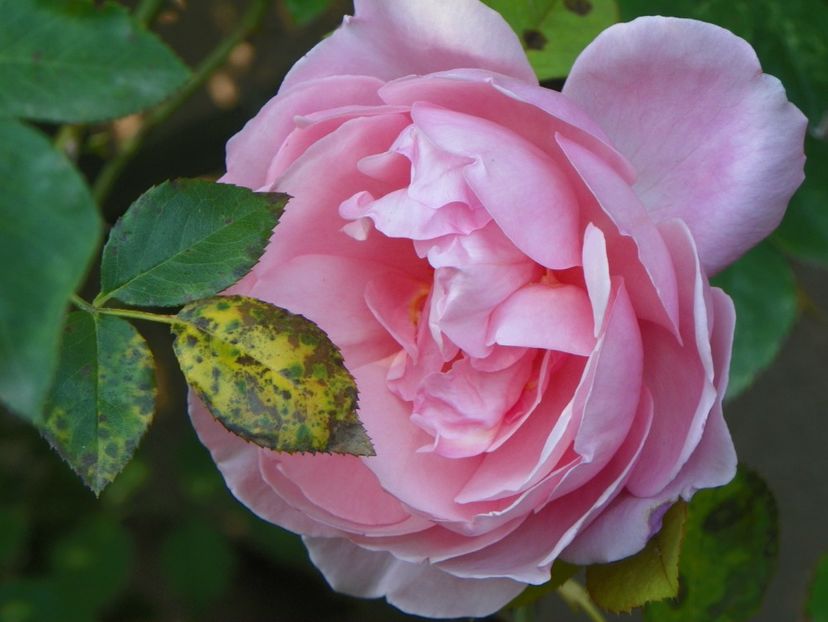 15 oct (25) - Trandafiri 2018 ii