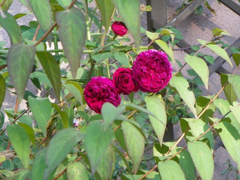 15 oct (26) - Trandafiri 2018 ii