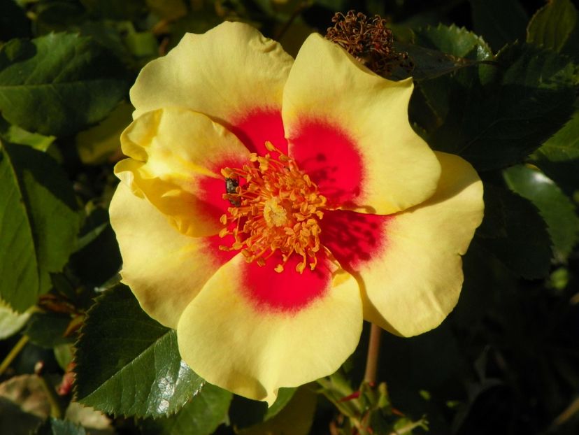 15 oct (33) - Trandafiri 2018 ii