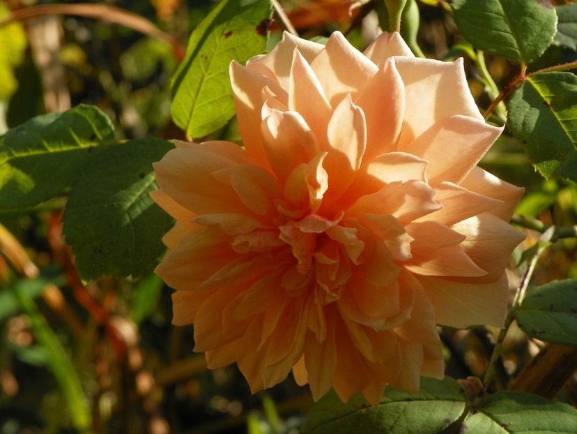 15 oct (35) - Trandafiri 2018 ii