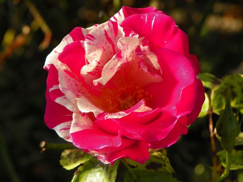 15 oct (41) - Trandafiri 2018 ii