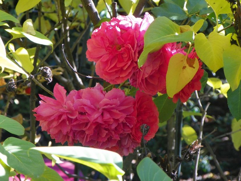 15 oct (45) - Trandafiri 2018 ii