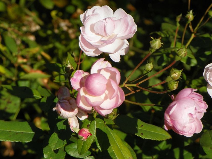 15 oct (49) - Trandafiri 2018 ii