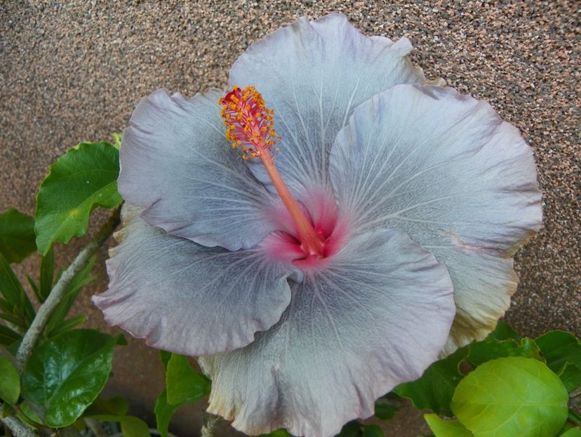 20 oct (1) - Toamna 2018