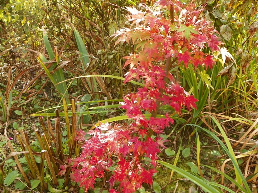 20 oct (7) - Copacei si arbusti 2018