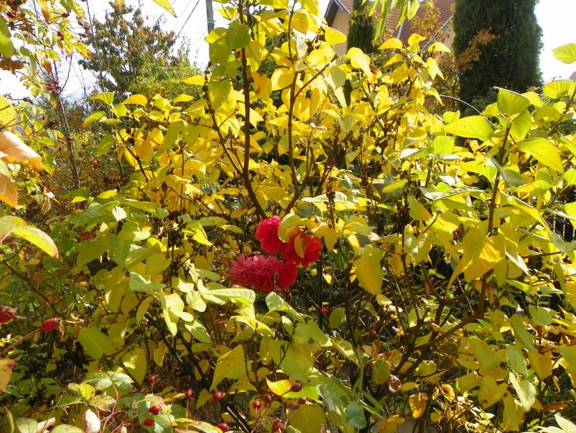 20 oct (15) - Copacei si arbusti 2018