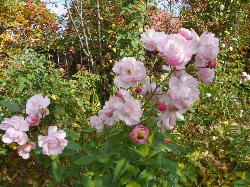 20 oct (3) - Trandafiri 2018 ii