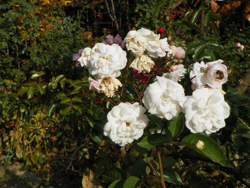 20 oct (5) - Trandafiri 2018 ii