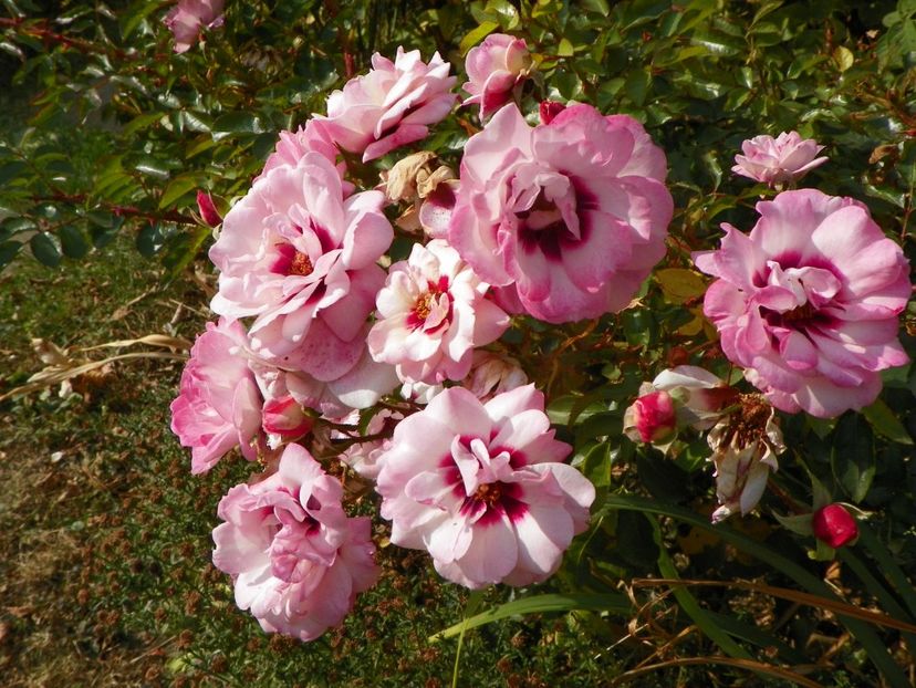 20 oct (6) - Trandafiri 2018 ii