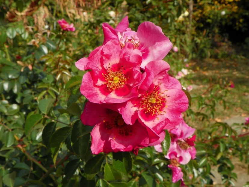 20 oct (8) - Trandafiri 2018 ii