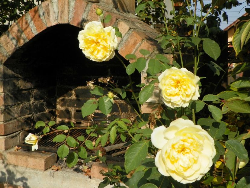 20 oct (9) - Trandafiri 2018 ii