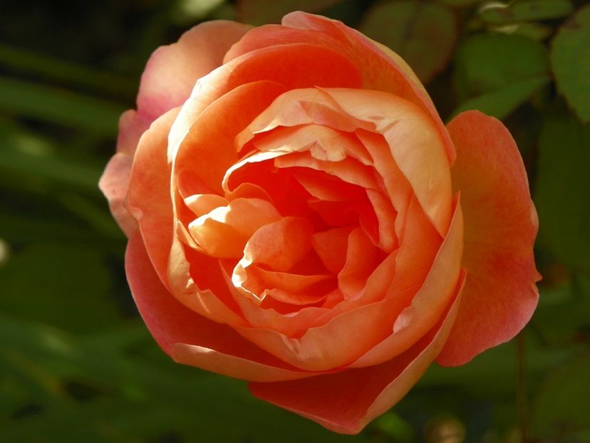 20 oct (12) - Trandafiri 2018 ii