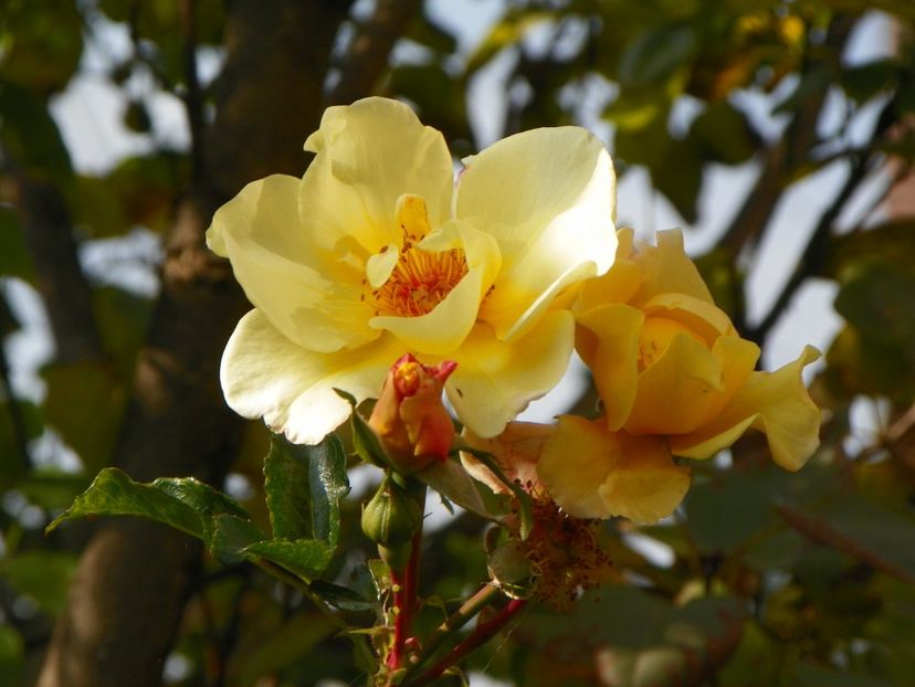 20 oct (13) - Trandafiri 2018 ii