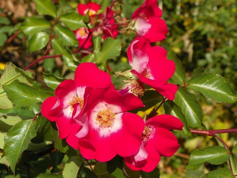 20 oct (16) - Trandafiri 2018 ii