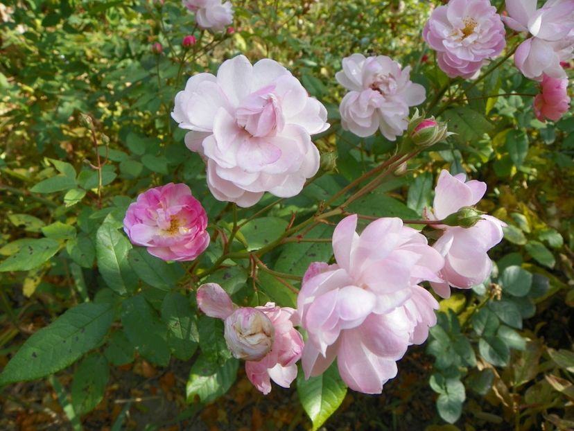 20 oct (17) - Trandafiri 2018 ii