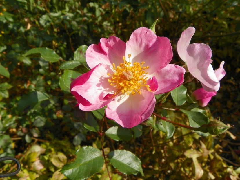 20 oct (18) - Trandafiri 2018 ii