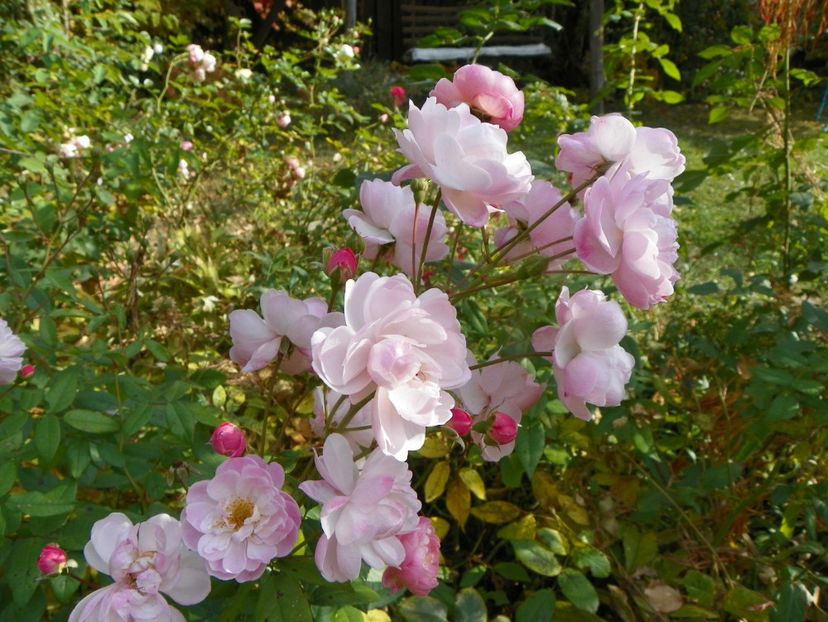 20 oct (19) - Trandafiri 2018 ii