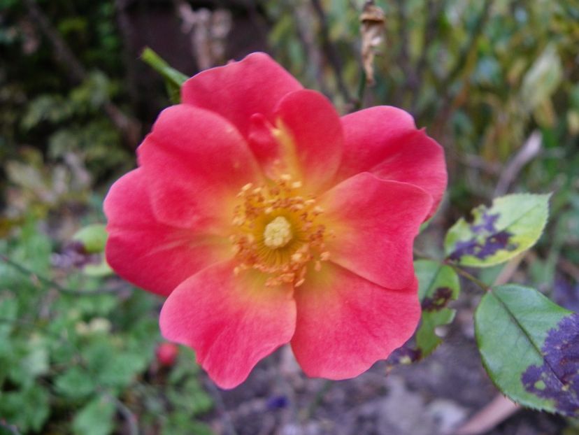 28 oct (1) - Trandafiri 2018 ii