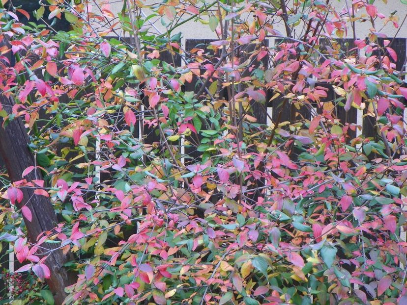 28 oct (6) - Copacei si arbusti 2018