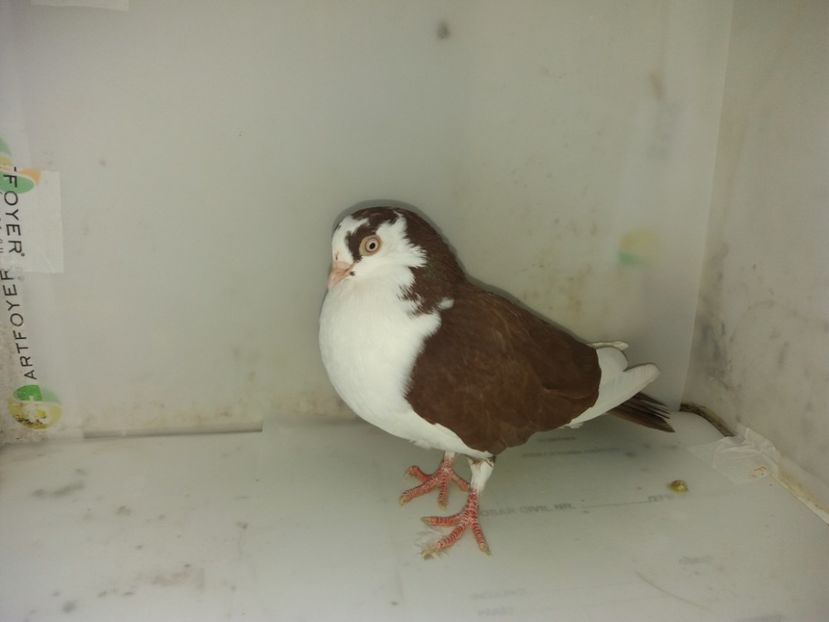 femelă  2018_3 - tineret 2018