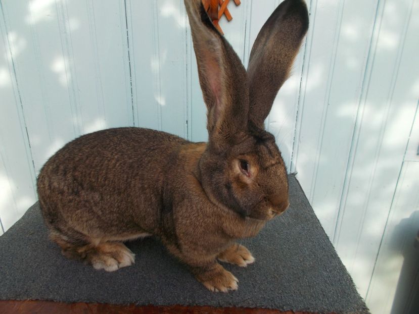  - NR 2 FEMELA 96-5 CAMPION