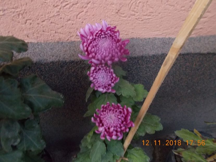  - CRIZANTEME 2018