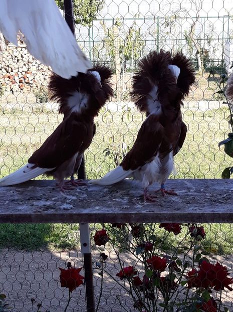 received_1462636080547718 - Gulerati