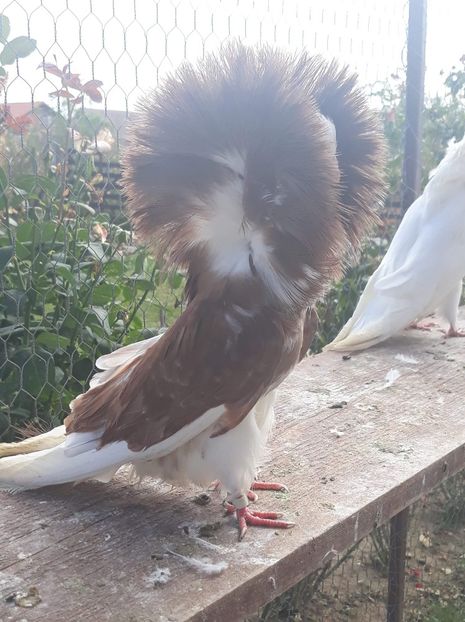 received_497922210724399 - Gulerati