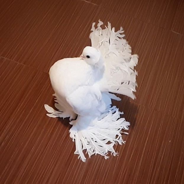  - Omski si Nordcaucazieni 2018