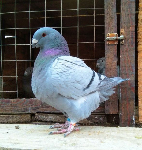 Vandut - American giant homer