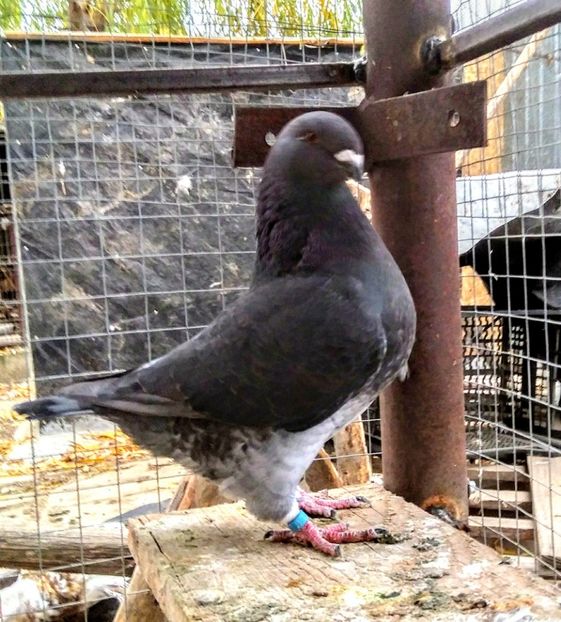 Vandut - American giant homer