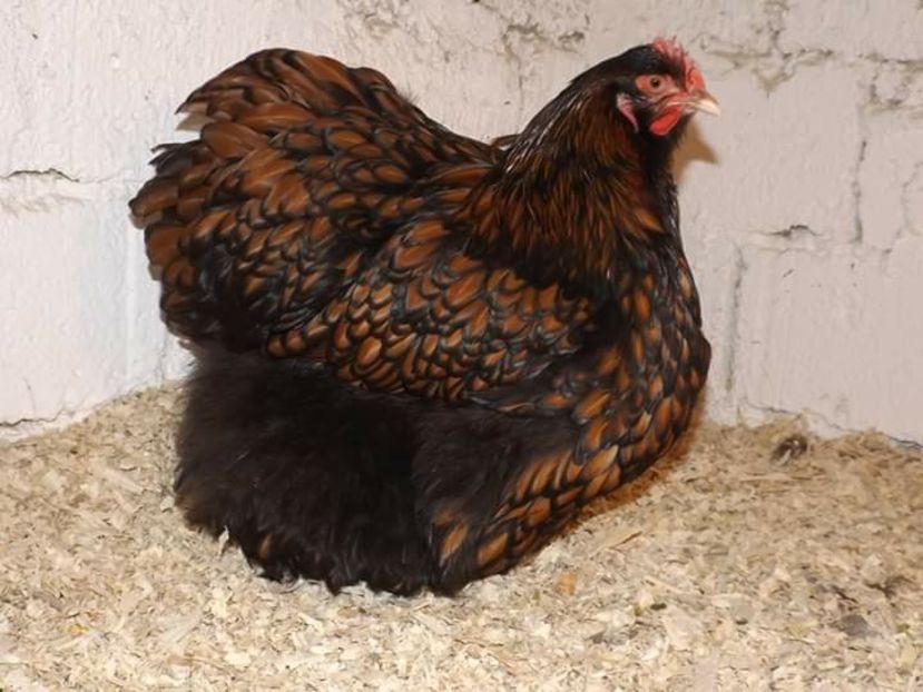 95 puncte. campioana europei avea 96 puncte - EXPOZIȚIA EUROPEANA DANEMARCA HERNING 2018