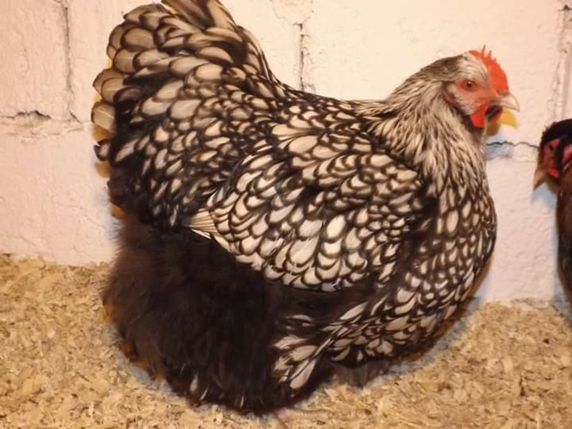 94 puncte. campioana europei avea 95 puncte - EXPOZIȚIA EUROPEANA DANEMARCA HERNING 2018