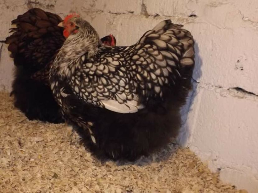  - EXPOZIȚIA EUROPEANA DANEMARCA HERNING 2018