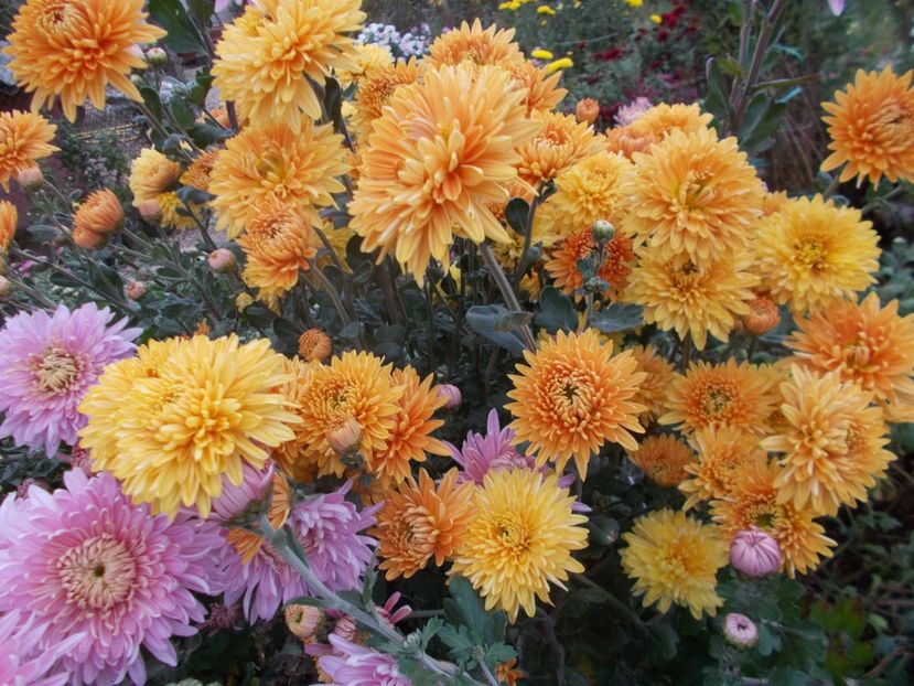  - CRIZANTEME SI TUFANELE 2018