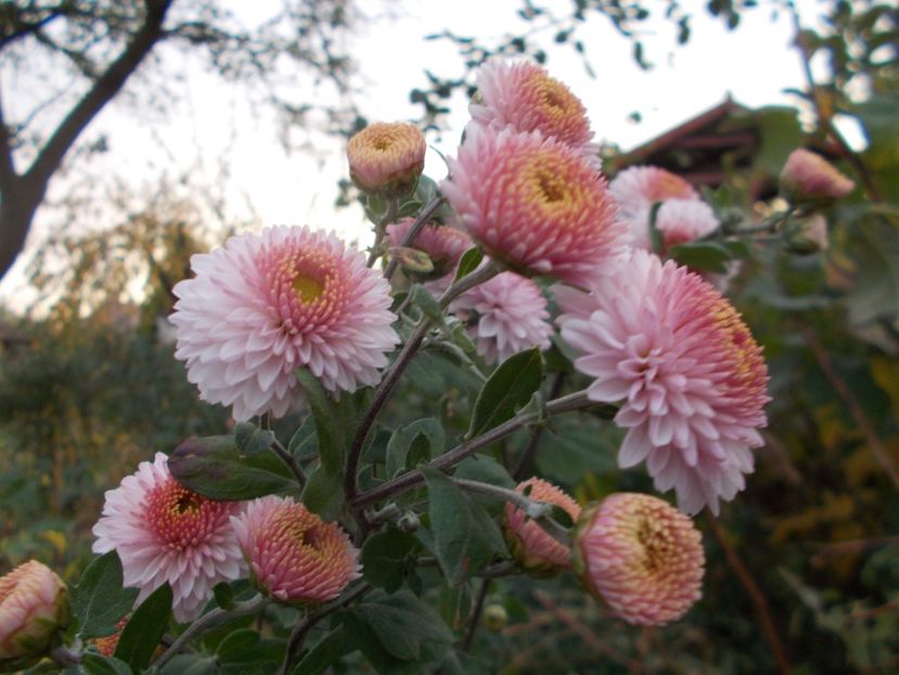  - CRIZANTEME SI TUFANELE 2018