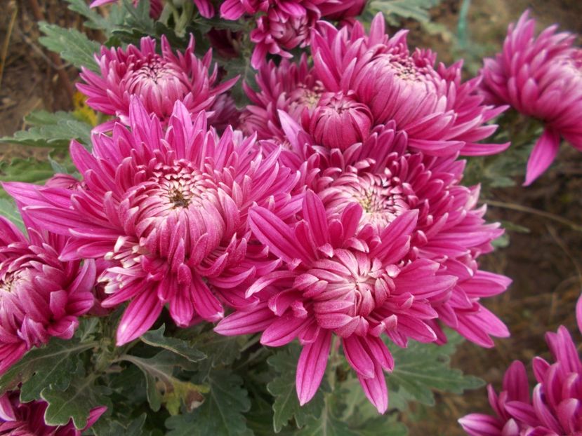  - CRIZANTEME SI TUFANELE 2018