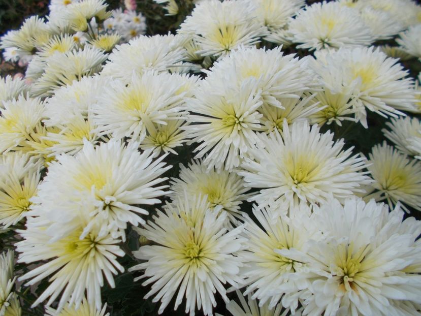  - CRIZANTEME SI TUFANELE 2018