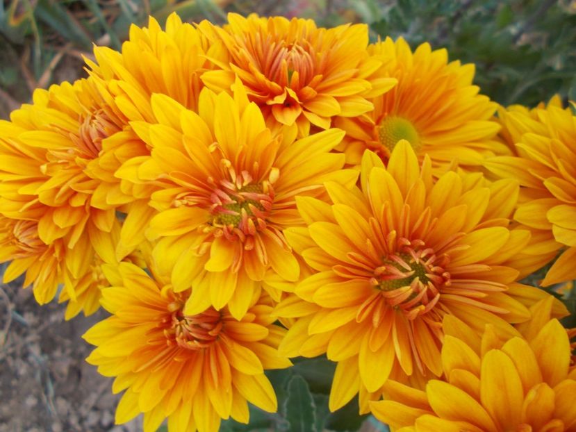  - CRIZANTEME SI TUFANELE 2018