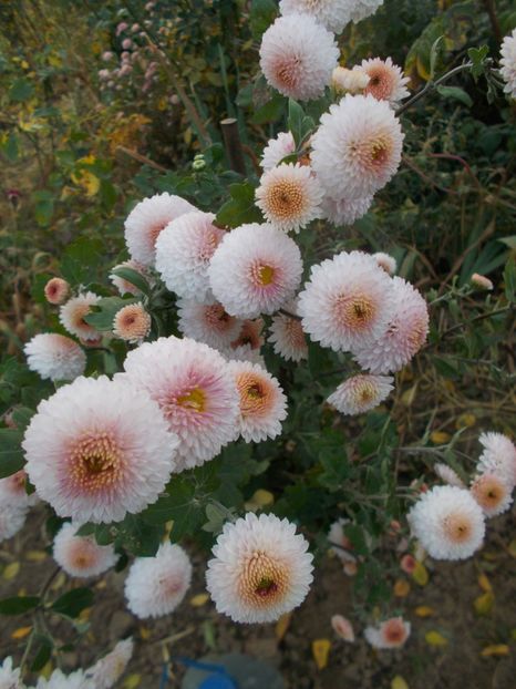  - CRIZANTEME SI TUFANELE 2018