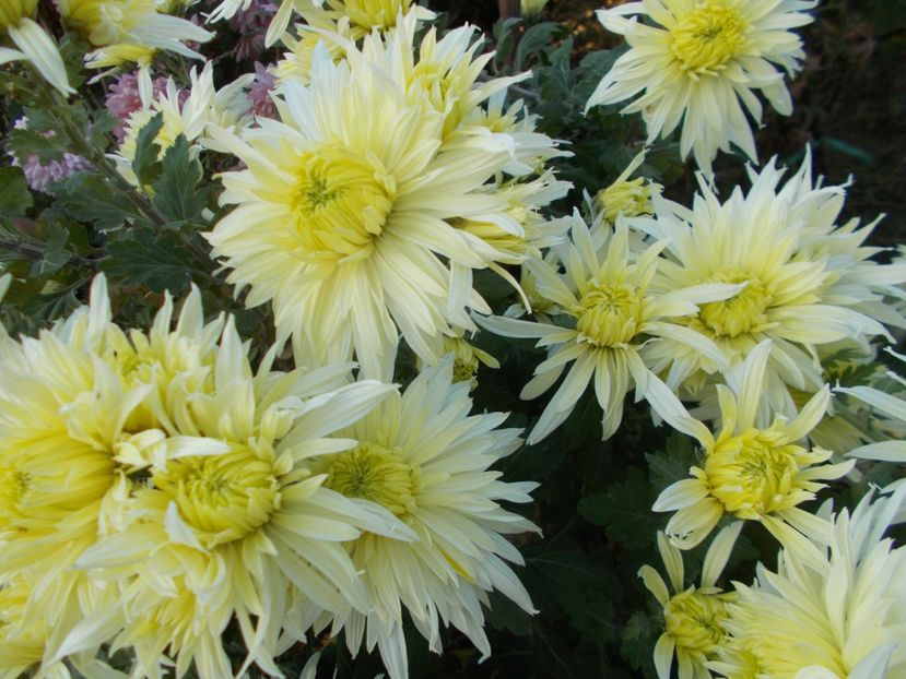  - CRIZANTEME SI TUFANELE 2018