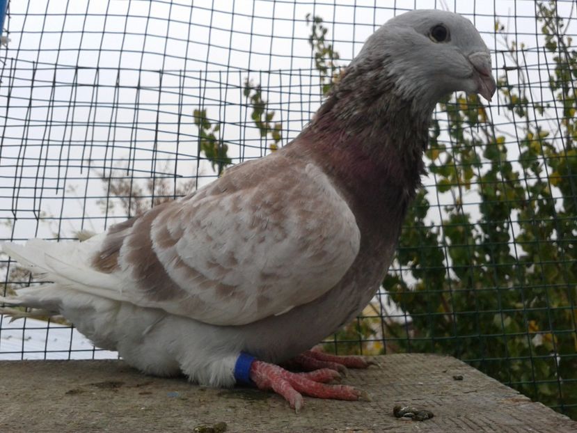 Fotografie0076 (3) - TRESTII DE VINZARE 2020