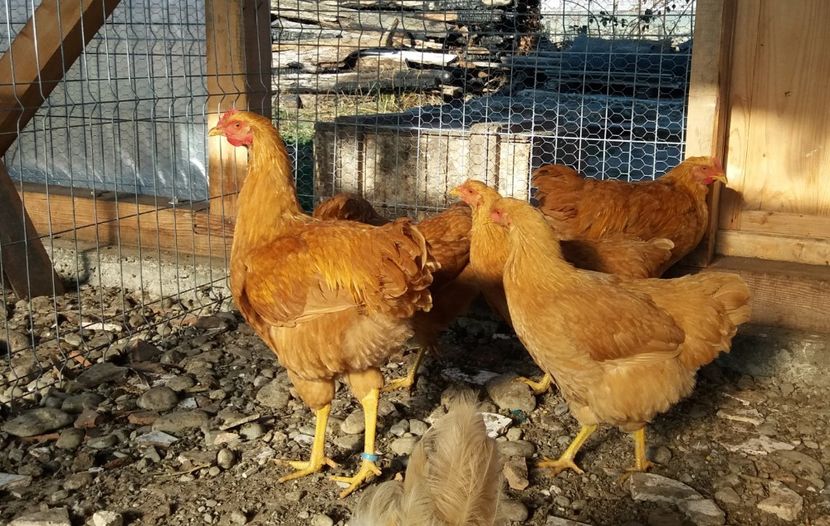  - 3 Plymouth rock buff 2014-2022 arhiva