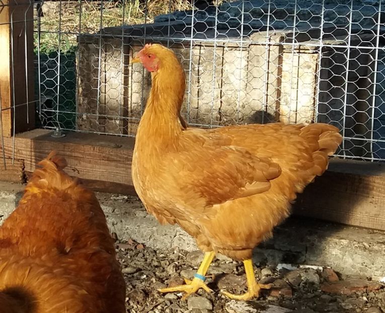  - 3 Plymouth rock buff 2014-2022 arhiva