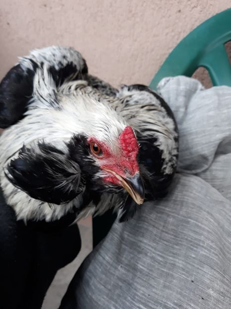 Cocoș Araucana Argintiu 2018 - 2019 Araucana Argintii