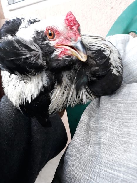 Cocoș Araucana Argintiu 2018 - 2019 Araucana Argintii