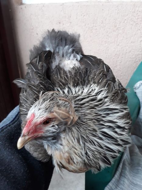 Găină Araucana Argintie 2018 - 2019 Araucana Argintii
